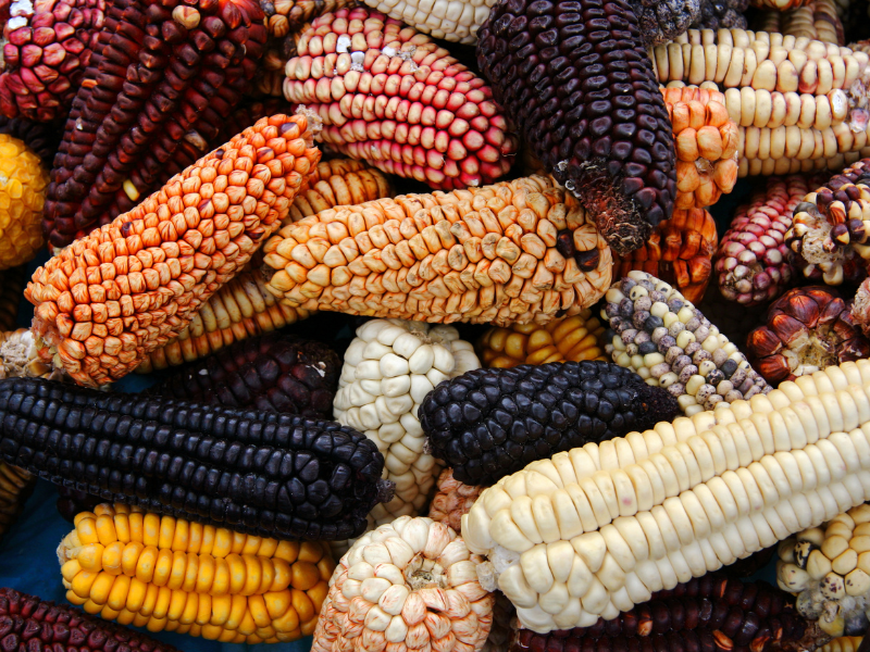 corn variety